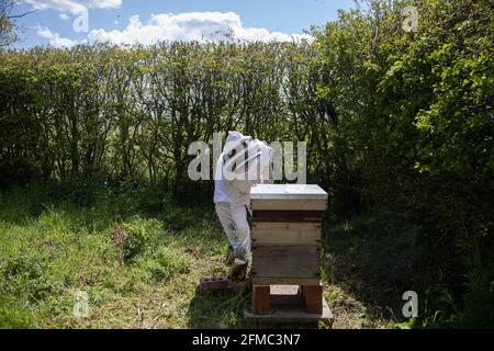 Un beekeper fumant des abeilles avant d'inspecter une ruche. Il s'agit d'une ruche standard britannique avec deux supers. Banque D'Images