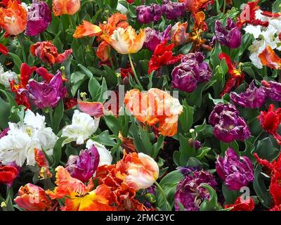 Magnifique champ avec tulipes à franges colorées Banque D'Images