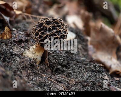 Le Morel jaune (Morchella esculenta) est un champignon comestible , une photo enchâssée Banque D'Images