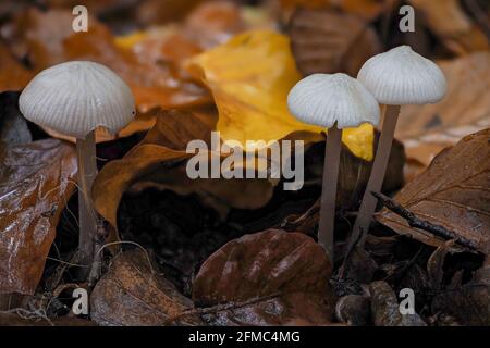 Le capot du Lilac (Mycena pura F. alba) est un champignon toxique , une photo enrarante Banque D'Images