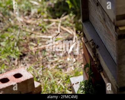 Abeilles à l'entrée de la ruche. Banque D'Images