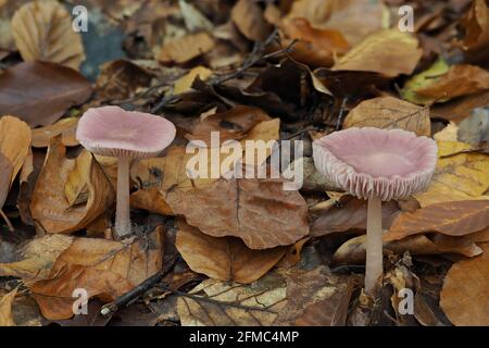 Le Rosy Bonnet (Mycena rosea) est un champignon empoisonné , une photo enrarante Banque D'Images