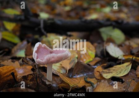 Le Rosy Bonnet (Mycena rosea) est un champignon empoisonné , une photo enrarante Banque D'Images