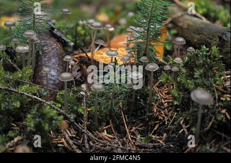 Le Mycena vulgaris est un champignon non comestible , une photo enrarante Banque D'Images