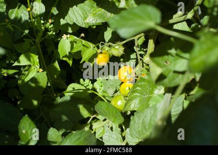 Le milieu d'un buisson de tomate avec de petites tomates qui commencent juste à mûrir dessus. La variété jaune. (Solanum lycopersicum) Banque D'Images