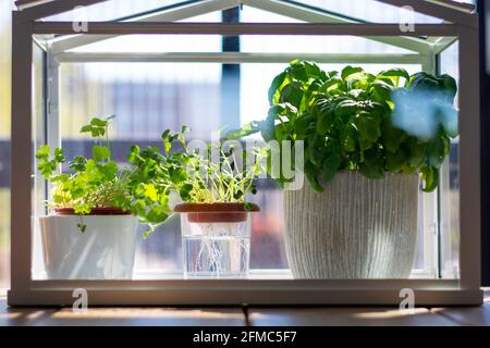 Serre miniature aux herbes fraîches. Culture du basilic, du persil et des herbes de cresson dans le système hydroponique. Banque D'Images