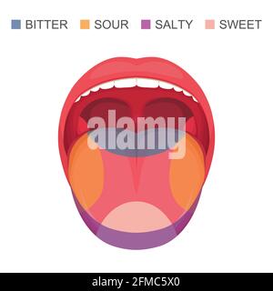 illustration vectorielle d'une zone de goût de base sur la langue humaine, aigre, douce, amère et salée. zone sense Illustration de Vecteur