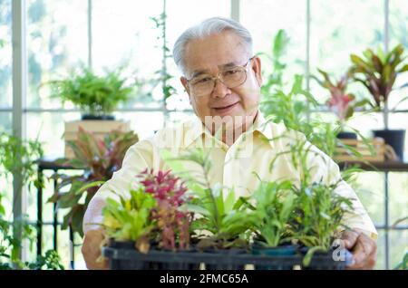 Le grand-père à la retraite en chemise jaune offrait un panier rempli de divers types de plantes ornementales sur le devant. Ambiance matinale dans le greenhous Banque D'Images