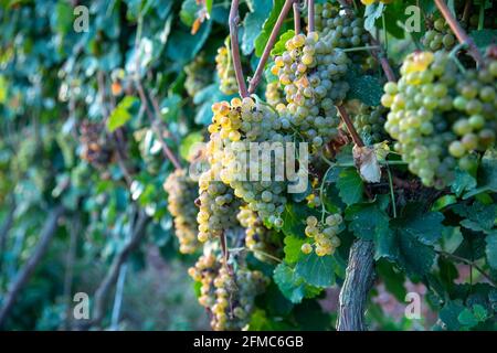 Bouquet de raisins de Vineyard mûrs. Raisins caves de vinification. Banque D'Images