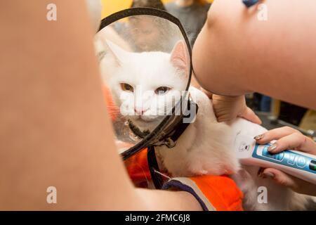 Beau chat dans un salon de beauté. Toilettage des animaux, lavage d'un chat de bain, peignage des cheveux, séchage des cheveux. Soin du chat de maître de toilettage Banque D'Images