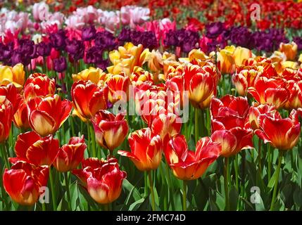 Magnifique tulipes rouges et jaunes dans un champ de tulipes Banque D'Images