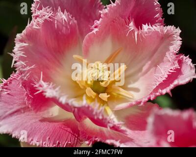 Belle tulipe à franges roses dans un jardin Banque D'Images