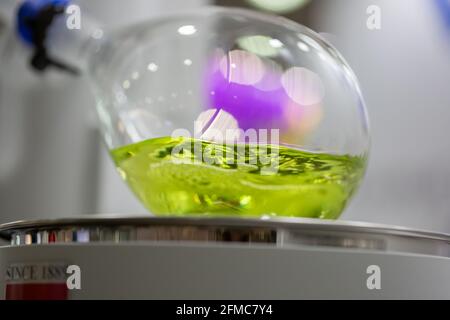 Moscou, Russie - 14 avril 2021 : évaporateur rotatif de laboratoire, ballon chimique rotatif pour évaporer le solvant du liquide jaune à l'usine de pharmacie ou Banque D'Images