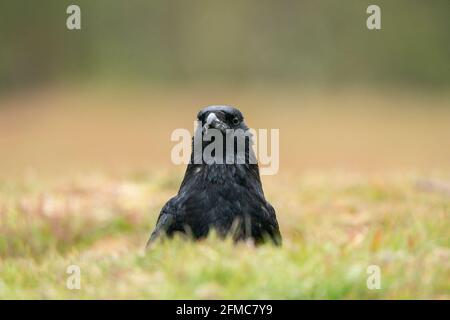 Corbeau de charrion, Corvus corone, adulte unique debout sur une végétation courte, Thursley Common, Surrey, Royaume-Uni Banque D'Images