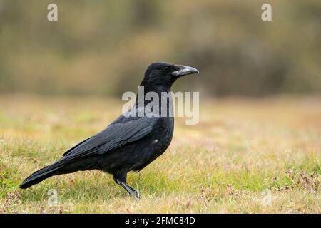 Corbeau de charrion, Corvus corone, adulte unique debout sur une végétation courte, Thursley Common, Surrey, Royaume-Uni Banque D'Images