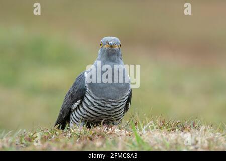 Cuckoo, Cuculus canorus, Colin le couckoo, mâle adulte unique juché végétation courte, Thurley Common, Surrrey, Royaume-Uni Banque D'Images