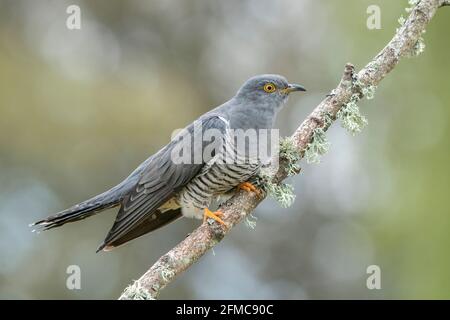 Coucou commun, Cuculus canorus, Colin le coucou, mâle adulte unique perché sur la branche d'arbre, Thurley Common, Surrrey, Royaume-Uni Banque D'Images