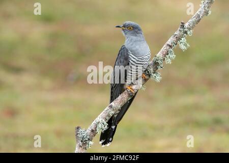 Coucou commun, Cuculus canorus, Colin le coucou, mâle adulte unique perché sur la branche d'arbre, Thurley Common, Surrrey, Royaume-Uni Banque D'Images