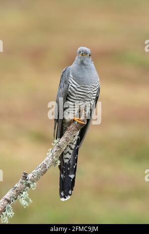 Coucou commun, Cuculus canorus, Colin le coucou, mâle adulte unique perché sur la branche d'arbre, Thurley Common, Surrrey, Royaume-Uni Banque D'Images