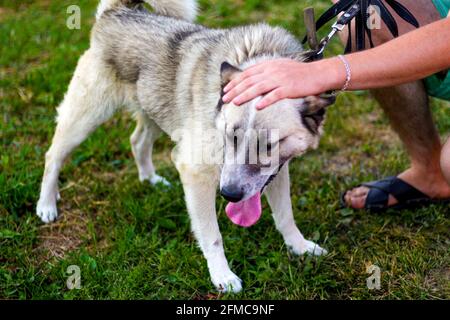 Gros plan sur le laika sibérien husky espiègle sur la laisse avec une longue langue. Les mains de l'homme chien de chasse, confiance concept de confiance, amour. Le propriétaire caressant g Banque D'Images