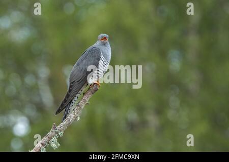 Coucou commun, Cuculus canorus, Colin le coucou, mâle adulte unique perché sur la branche d'arbre, Thurley Common, Surrrey, Royaume-Uni Banque D'Images