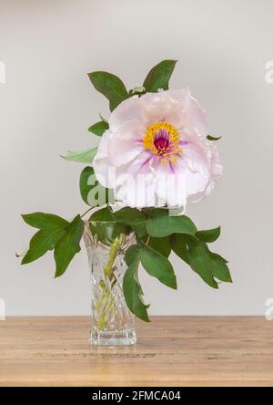 Pivoine d'arbre, Paeonia suffruticosa dans un vase montrant son gigantesque tête de fleur blanche et rose. Banque D'Images