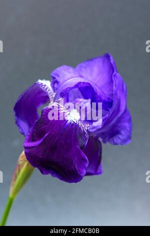 Iris drapeau violet en gros plan montrant les pétales et les étamines en détail Banque D'Images
