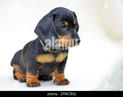 Dachshund miniature chiot cheveux courts noir et Havane. Banque D'Images