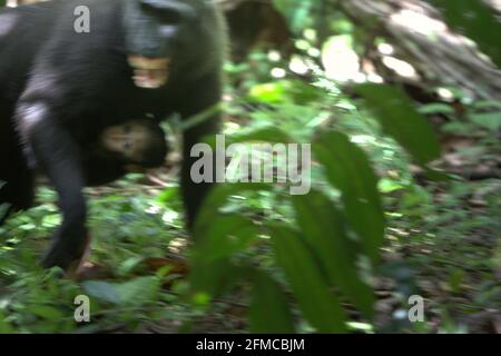 Macaque à crête femelle montrant ses dents à une autre femme en portant un bébé dans la forêt de Tangkoko, au nord de Sulawesi, en Indonésie. 'Les macaques à crête expriment normalement un style social de tolérance, formant de grands réseaux sociaux. L'intensité des interactions agressives est faible, souvent bidirectionnelle et réconciliée, selon les scientifiques », selon une équipe de primates scientifiques dirigée par Julie Dubosq dans leur document de recherche de 2013 intitulé « tolérance sociale chez les macaques à crête femelle sauvage (Macaca nigra) dans la réserve naturelle de Tangkoko-Batuangus, Sulawesi, Indonésie ». Banque D'Images