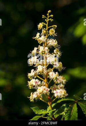 Inflorescence ou fleurs de fleurs de cheval européen unique Chestnut ou Aesculus hippocastanum Banque D'Images
