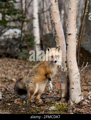 Renard rouge unique debout sur les pattes arrière par un bouleau arbre et arrière-plan de forêt flou au printemps de la saison son environnement et son habitat affichant le m blanc Banque D'Images