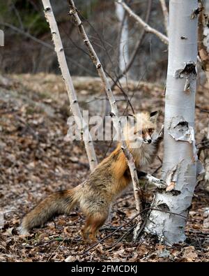 Renard roux unique en gros plan debout par un bouleau au printemps dans son environnement et son habitat avec fond flou affichant des pattes de marque blanche. Banque D'Images