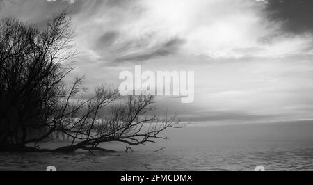 Scène de brume et de sombre avec branches d'arbres déchus sur le lac Champlain, Highgate Springs, Vermont, États-Unis Banque D'Images