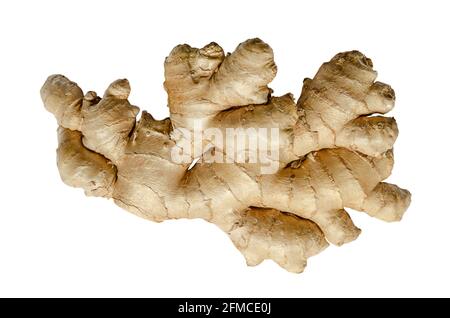 Racine de gingembre frais, provenant du dessus, isolée sur fond blanc. Rhizome juteux et charnel de Zingiber officinale, utilisé comme épice de cuisine parfumée. Banque D'Images