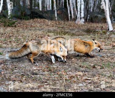 Couple de renards rouges en interaction avec les arbres de bouleau arrière-plan au printemps affichant la queue de renard, la fourrure, dans leur environnement et leur habitat . Photo de renard. Banque D'Images