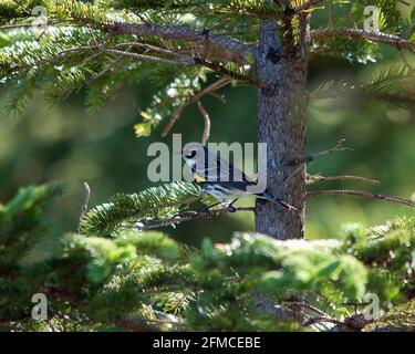 Oiseau de Paruline perché avec un arrière-plan flou dans son environnement et son habitat, affichant la couronne de tête jaune et le plumage de plumes. Image. Portrait. Image Banque D'Images