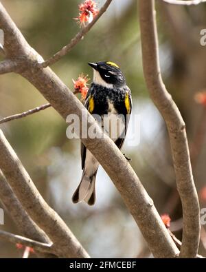 Oiseau de Paruline perché avec un arrière-plan flou dans son environnement et son habitat, affichant la couronne de tête jaune et le plumage de plumes. Image. Portrait. Image Banque D'Images