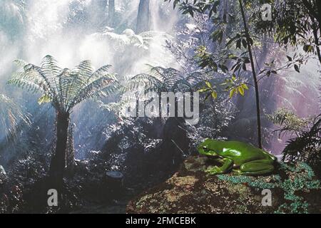 Australie. Nouvelle-Galles du Sud. Forêt tropicale avec grenouille d'arbre verte. Banque D'Images