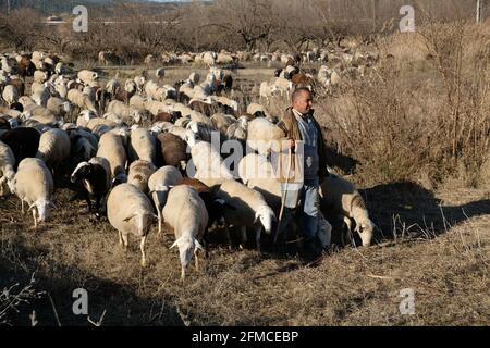 Un berger avec un crook mène ses moutons de troupeau par les champs poussiéreux à l'extérieur du petit village de Torrebaja à Valence, en Espagne Banque D'Images