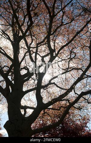 Un arbre de Copper Beech au printemps, War Memorial Park, Coventry, Royaume-Uni Banque D'Images