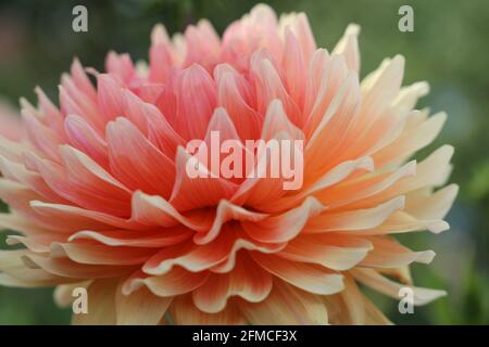 Fleurs de dahlia fraîches rose, jaune et blanc en gros plan Banque D'Images