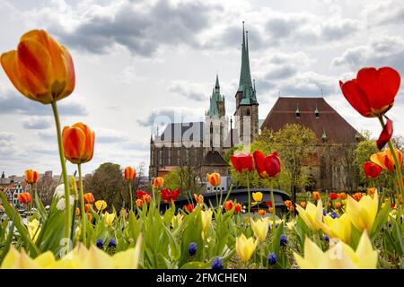 Erfurt, Allemagne. 08 mai 2021. Des tulipes, des jacinthes et d'autres fleurs fleurissent sur le Petersberg en face des terrains du Federal Horticultural Show. La cathédrale est visible en arrière-plan. Corona inoculée et récupérée, qui prévoient le week-end une visite au plan du Federal Horticultural Show, n'ont pas besoin nécessairement d'un test négatif de Corona. Credit: Michael Reichel/dpa-Zentralbild/dpa/Alay Live News Banque D'Images