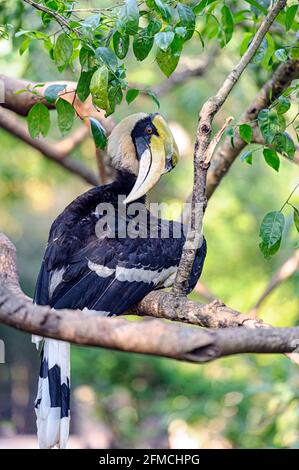 Super charme / super charme indien / super charme de pied (Buceros bicornis) Banque D'Images