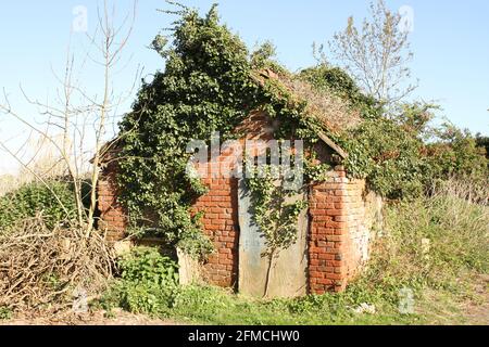 Un vieux bâtiment abandonné de la ferme en brique a de l'ivy croissant autour de lui et sur le toit. Banque D'Images