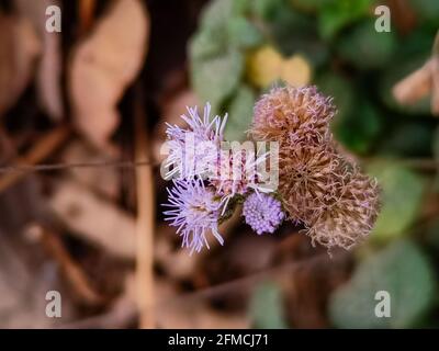 Cliché sélectif des fleurs de l'ageratum Banque D'Images