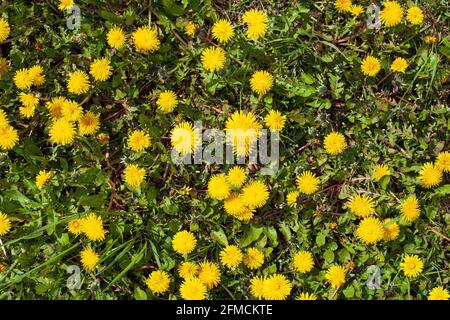 Le pissenlit (Taraxacum officinale) pousse à l'état sauvage au printemps. Banque D'Images