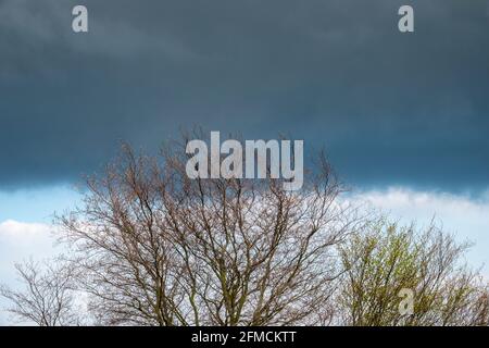 Un nuage de pluie horizontal faible et foncé derrière une ligne de sommets d'arbres sans feuilles Banque D'Images