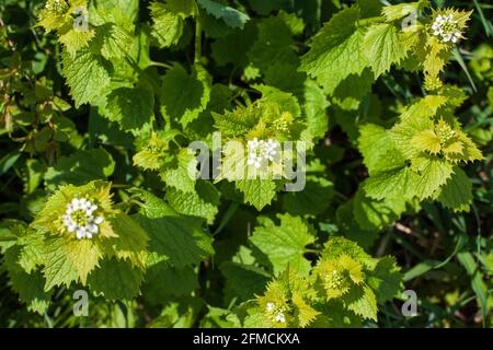 Herbe médicale blanc mort-ortie, album de Lamium, floraison de mauvaises herbes. VUE DE DESSUS Banque D'Images