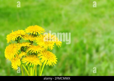 Bouquet de fleurs de pissenlit jaune sur fond vert flou. Carte de vœux printemps été Banque D'Images