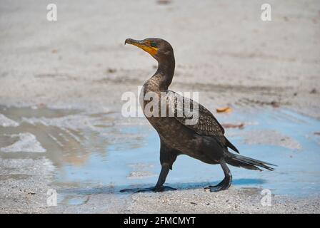 Cormoran à double crête juvénile avec œil bleu vif en Floride Banque D'Images